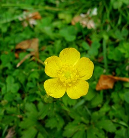 P1010041