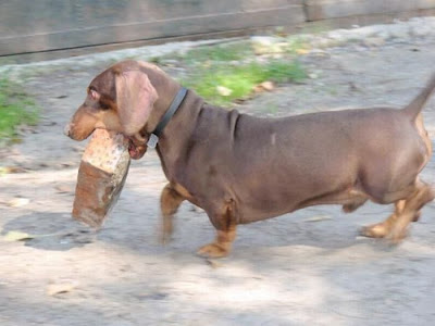 Strong Dachshund Seen On www.coolpicturegallery.us