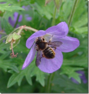 anthid