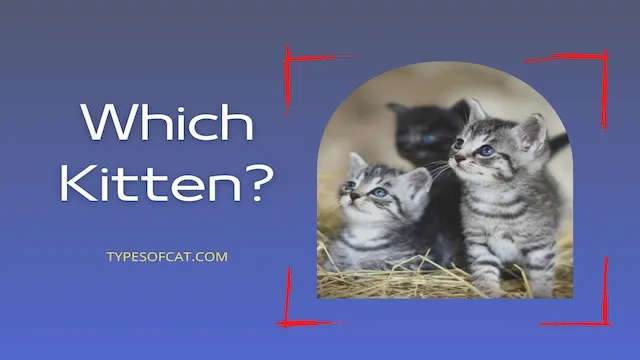 Which Kitten?