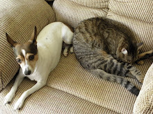 The pets