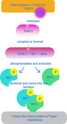 TRIF Dependent Signalling Pathway by Anant Kumar - Replico