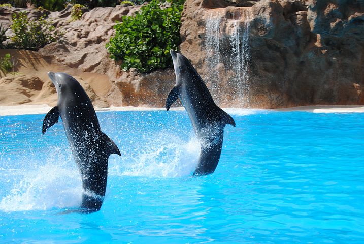 Amazing Herd of Dolphins