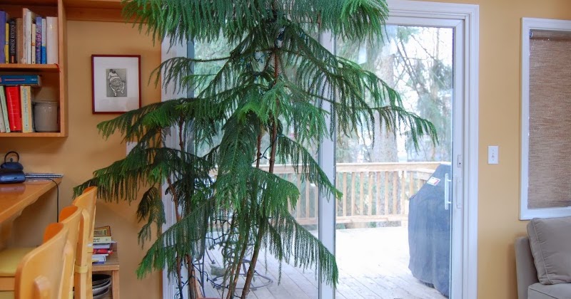 The Indoor Garden How To Care For A Norfolk Island Pine