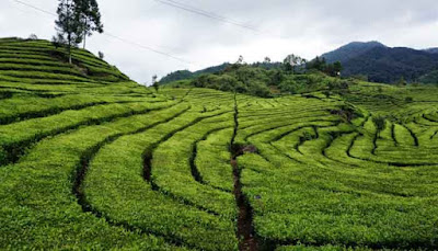 Perkebunan Teh