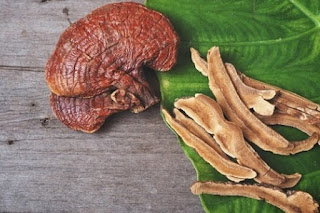 MANFAAT JAMUR REISHI UNTUK KECANTIKAN, MENGANDUNG ANTI AGING DAN MENGATASI PIGMENTASI KULIT