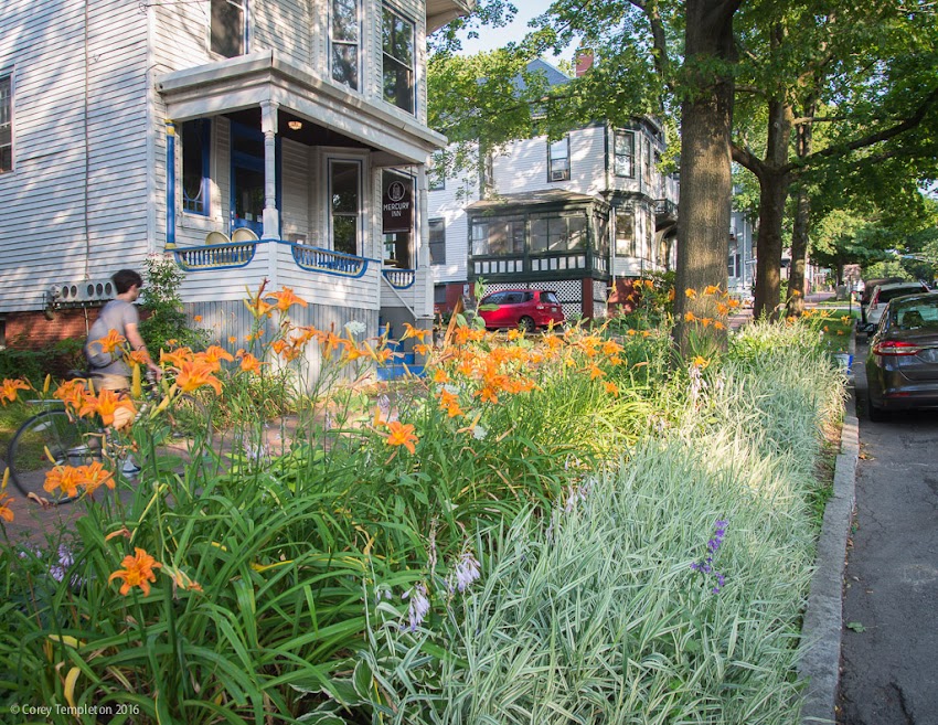 Portland, Maine USA July 2016 photo by Corey Templeton. Some nice sidewalk landscaping along State Street, near the Mercury Inn.