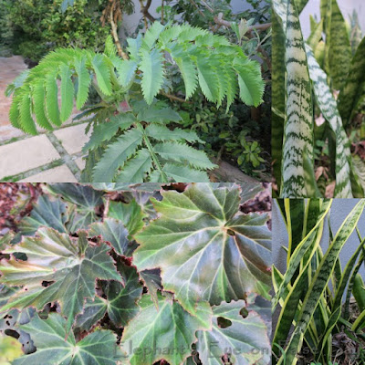 Melianthus, Sansevieria Tuberous begonia