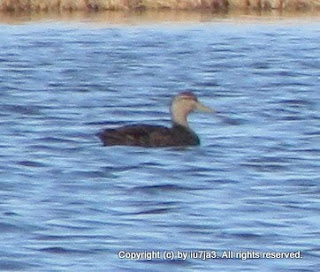 Black Duck