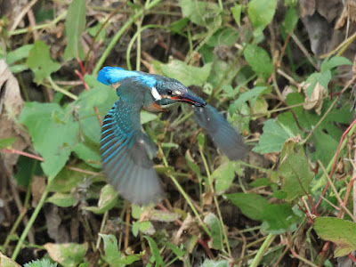 カワセミ 飛翔 黒目川