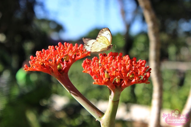 Cactário do Jardim Botânico do Rio