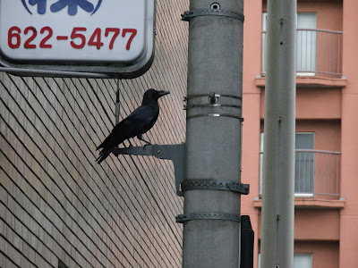 A crow in Tokyo