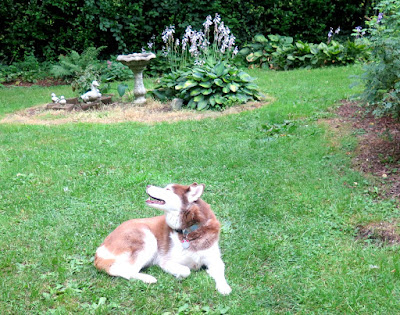 My dog enjoying Summer breezes in the yard