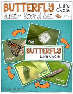 Free butterfly life cycle bulletin board set