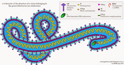 ebola virus Diagnosis 2014