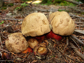 borowik żółtopory, borowik grubotrzonowy Boletus calopus