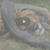 Phim thế giới động vật : Chú ý cận cảnh Trăn nuốt mèo lớn dã man - Lion vs snake