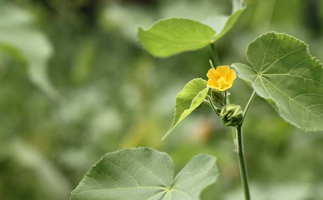 Indian Mallow Flowers