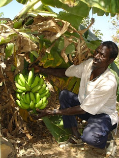 Luc Doho's Banana tree in Mali