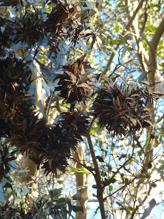 A flight of orange monarch butterflies cling together in a eucalyptus tree looking like autumn leaves.