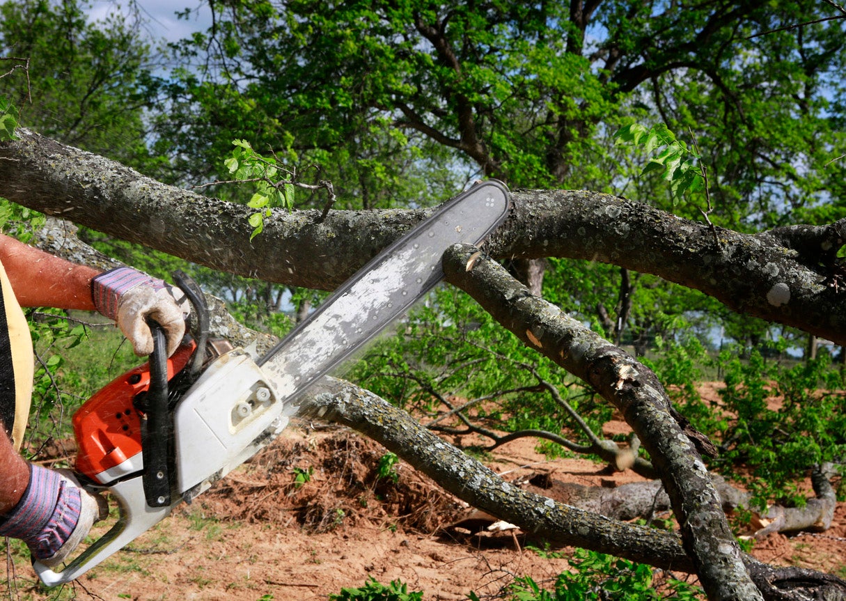 tree cutting service Buffalo