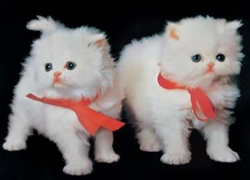 KUCING CANTIK BUAT KADO-LUCU MENARIK  Ketawa Lucu