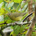 MA - more Connecticut Warblers