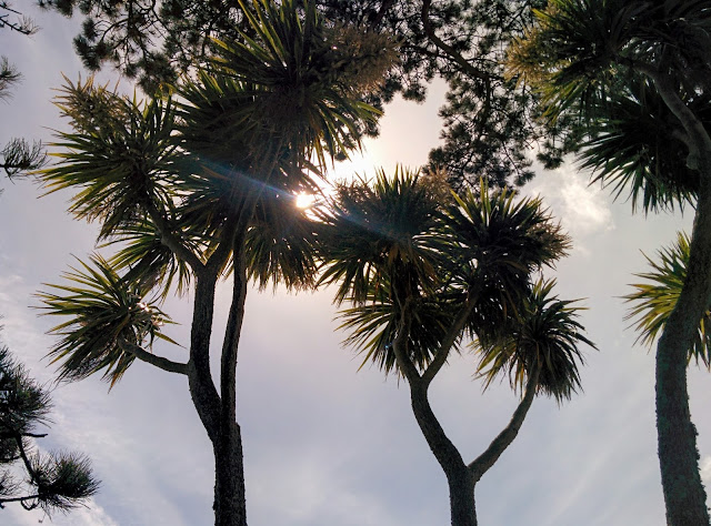St Mawes Village Palm Trees, Passionately Sam, Cornwall Part 1