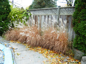 Bedford Park Fall Cleanup Backyard Before by Paul Jung Gardening Services--a Toronto Gardening Company