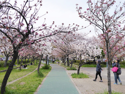 桜之宮公園の桜並木