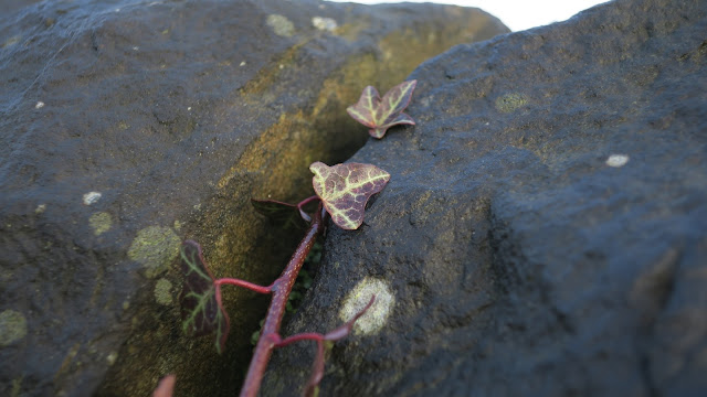 Red leaved ivy growing creeping to the top of a wall in West Yorkshire.