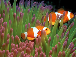 Clown fish Wallpapers