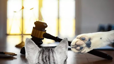 Abogado usa filtro de gato en pleno juicio