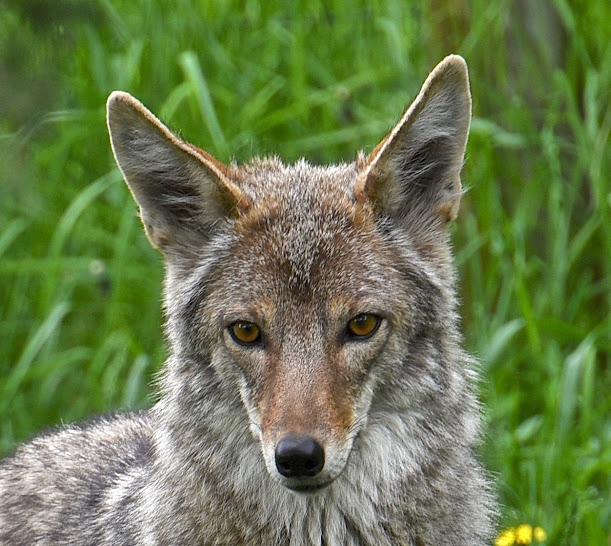 A Coyote Looking at the Camera