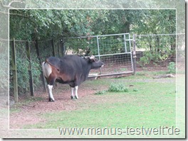 leckeres Steak auf 4 Beinen