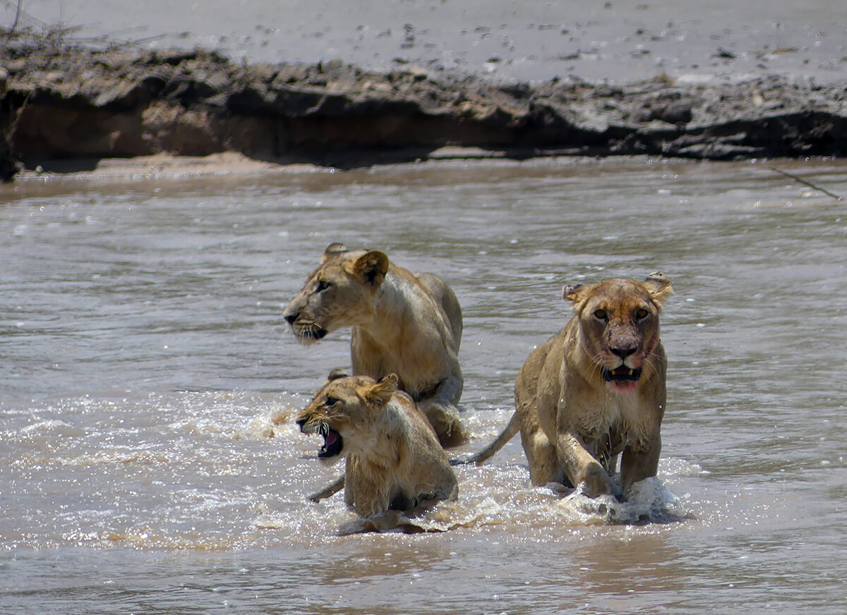 lions crosses a river on their way to eat a lion just killed by the eldest female in their pride