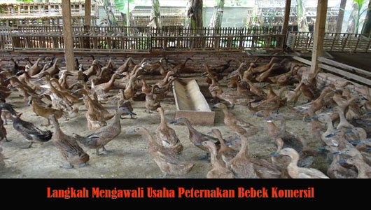 Langkah Mengawali Usaha Peternakan Bebek Komersil