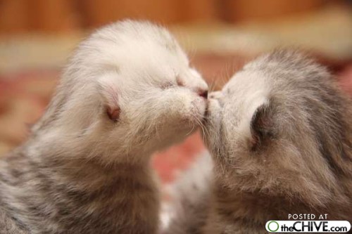 Funny Animals Kissing Pictures 2011