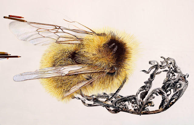 Dessin d'une abeille sur une feuille de Chardonnette sèche