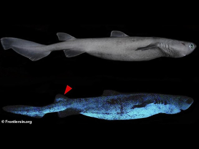 CURIOSIDADES: Encuentran un enorme tiburón que brilla en la oscuridad.
