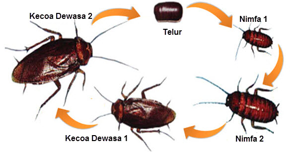 Metamorfosis Pada Beberapa Jenis Hewan  Mikirbae