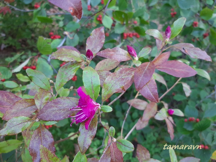 Рододендрон остроконечный (Rhododendron mucronulatum)