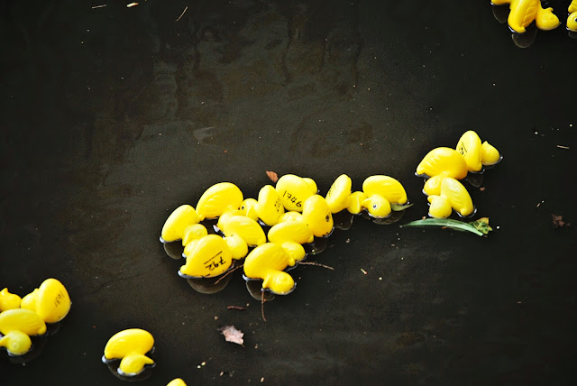 Sheffield Duck Race