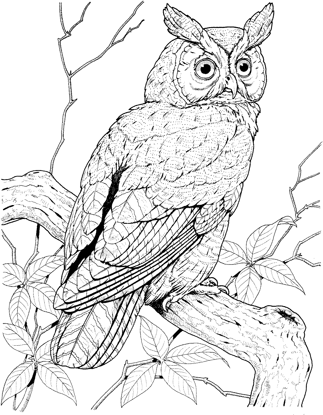 Owl Printables 4