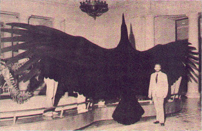 Fotografía ave gigante Argentavis magnificens