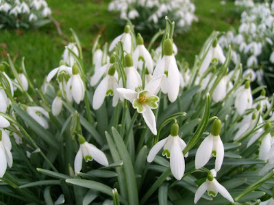 Photo Labels: flower, Galanthus nivalis, snowdrops, spring