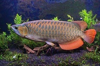  Dulunya ikan Arwana yang mempunyai bentuk tubuh pipih dan besar Harus tau Umpan Jitu Mancing Ikan Arwana
