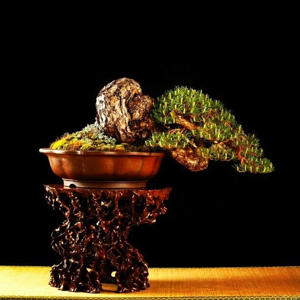 20+ Macam Macam Bonsai, Ide Terkini!