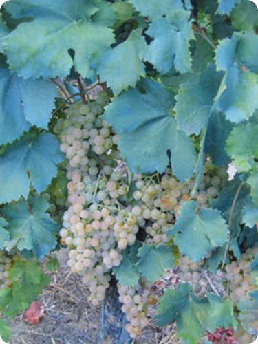vino loazzolo