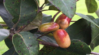 Ogeechee limes fruit images wallpaper